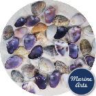 8303-P1 - Mixed Purple / Pink / Striped Clam - Project Pack